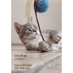 Una Famiglia per Oscar 🐈‍⬛ 💚 - Foto n. 3