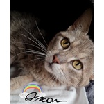 🐱 Europeo maschio di 3 anni e 6 mesi in adozione a Corato (BA) e in tutta Italia da privato