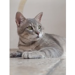 Una Famiglia per Oscar 🐈‍⬛ 💚 - Foto n. 4