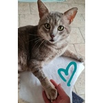 Una Famiglia per Oscar 🐈‍⬛ 💚 - Foto n. 5