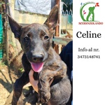 🐶 Altra Razza femmina di 3 mesi in adozione a Latina (LT) e in tutta Italia da associazione animali