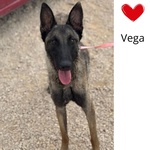 🐶 Pastore Belga femmina di 1 anno in adozione a Latina (LT) e in tutta Italia da associazione animali