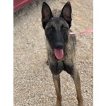 Vega Stupenda Pastore Belga Malinois 1 anno Cerca Adozione - Foto n. 2