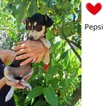 🐶 Altra Razza femmina di 3 mesi in adozione a Latina (LT) e in tutta Italia da associazione animali