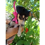 Pepsi Dolce Cucciolina Taglia mini Cerca Adozione - Foto n. 2