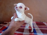 Chihuahua Maschio