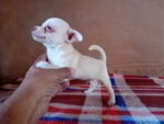 Chihuahua Maschio - Foto n. 2