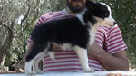 Cuccioli di Border Collie - Foto n. 1