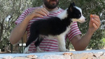 Cuccioli di Border Collie - Foto n. 2