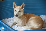 🐶 Altra Razza femmina di 12 anni e 10 mesi in adozione a Chioggia (VE) e in tutta Italia da associazione animali