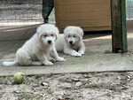 🐶 Pastore Maremmano di 2 mesi in adozione a Chioggia (VE) e in tutta Italia da associazione animali