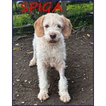 Spiga Tenera Spinoncina di 3anni - Foto n. 2
