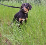 Pippo Dolcissimo ! 17kg - Foto n. 2