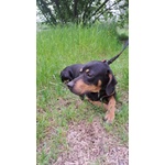 Pippo Dolcissimo ! 17kg - Foto n. 4