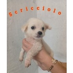 🐶 Altra Razza in adozione a Milano (MI) e in tutta Italia da privato