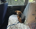 🐶 Altra Razza maschio in adozione a Milano (MI) e in tutta Italia da privato