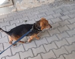 Charley Simpatico Bassotto Napoletano 10anni - Foto n. 3