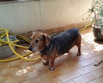 Charley Simpatico Bassotto Napoletano 10anni - Foto n. 4