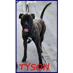 Tyson 2anni Bravo Rimasto Solo! - Foto n. 3