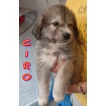 4 Splendidi Cuccioli di Pastore del Caucaso - Foto n. 2