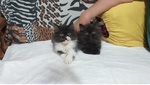 Cuccioli di Persiano - Foto n. 1