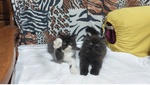 Cuccioli di Persiano - Foto n. 2