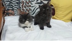 Cuccioli di Persiano - Foto n. 3