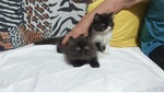 Cuccioli di Persiano - Foto n. 4