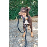 🐶 Altra Razza maschio di 5 mesi in adozione a Bologna (BO) da privato