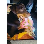 Dolce Cucciolo Taglia Media Contenuta, Occhi Verdi - Foto n. 2