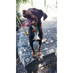 Dolce Cucciolo Taglia Media Contenuta, Occhi Verdi - Foto n. 9