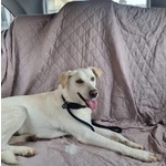 Blanco, cane Bellissimo, Taglia Media Contenuta, Adatto a Prima Esperienza - Foto n. 2