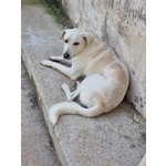 Blanco, cane Bellissimo, Taglia Media Contenuta, Adatto a Prima Esperienza - Foto n. 3