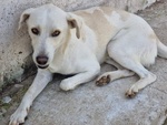 Blanco, cane Bellissimo, Taglia Media Contenuta, Adatto a Prima Esperienza - Foto n. 4
