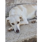 Blanco, cane Bellissimo, Taglia Media Contenuta, Adatto a Prima Esperienza - Foto n. 5