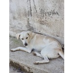 Blanco, cane Bellissimo, Taglia Media Contenuta, Adatto a Prima Esperienza - Foto n. 6