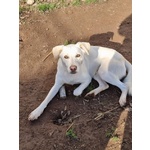 🐶 Altra Razza maschio di 3 anni e 9 mesi in adozione a Bologna (BO) da privato