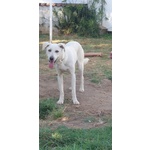 Blanco, cane Bellissimo, Taglia Media Contenuta, Adatto a Prima Esperienza - Foto n. 7
