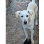 Blanco, cane Bellissimo, Taglia Media Contenuta, Adatto a Prima Esperienza - Foto n. 8