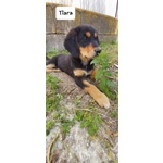 Tiara, Bellissima e Simpatica Cucciola, Abituata in Casa - Foto n. 3