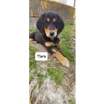 Tiara, Bellissima e Simpatica Cucciola, Abituata in Casa - Foto n. 4