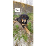 Tiara, Bellissima e Simpatica Cucciola, Abituata in Casa - Foto n. 5