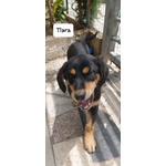 Tiara, Bellissima e Simpatica Cucciola, Abituata in Casa - Foto n. 6