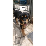 Tiara, Bellissima e Simpatica Cucciola, Abituata in Casa - Foto n. 1