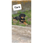 Tiara, Bellissima e Simpatica Cucciola, Abituata in Casa - Foto n. 7