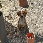 Biscotto Cucciolo mix Beagle 4 mesi Cerca Adozione! - Foto n. 3