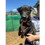 🐶 Altra Razza femmina di 3 mesi in adozione a Latina (LT) e in tutta Italia da associazione animali