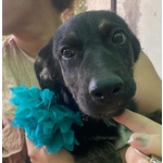 🐶 Altra Razza femmina di 3 mesi in adozione a Latina (LT) e in tutta Italia da associazione animali