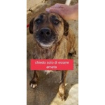 🐶 Altra Razza femmina in adozione a Milano (MI) e in tutta Italia da privato