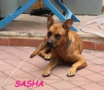 Sasha 8anni Brava con gli Altri Cani - Foto n. 2